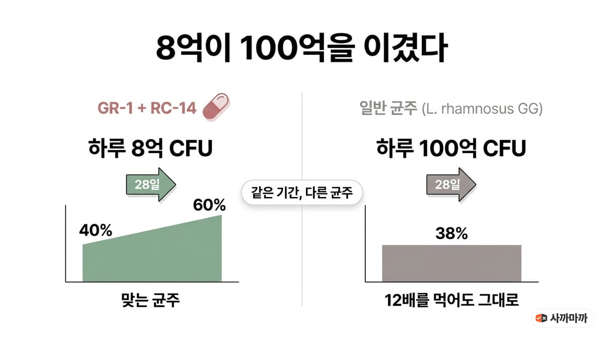 하루 8억 CFU 균주와 100억 CFU 일반 균주의 28일 시험 결과를 비교한 인포그래픽