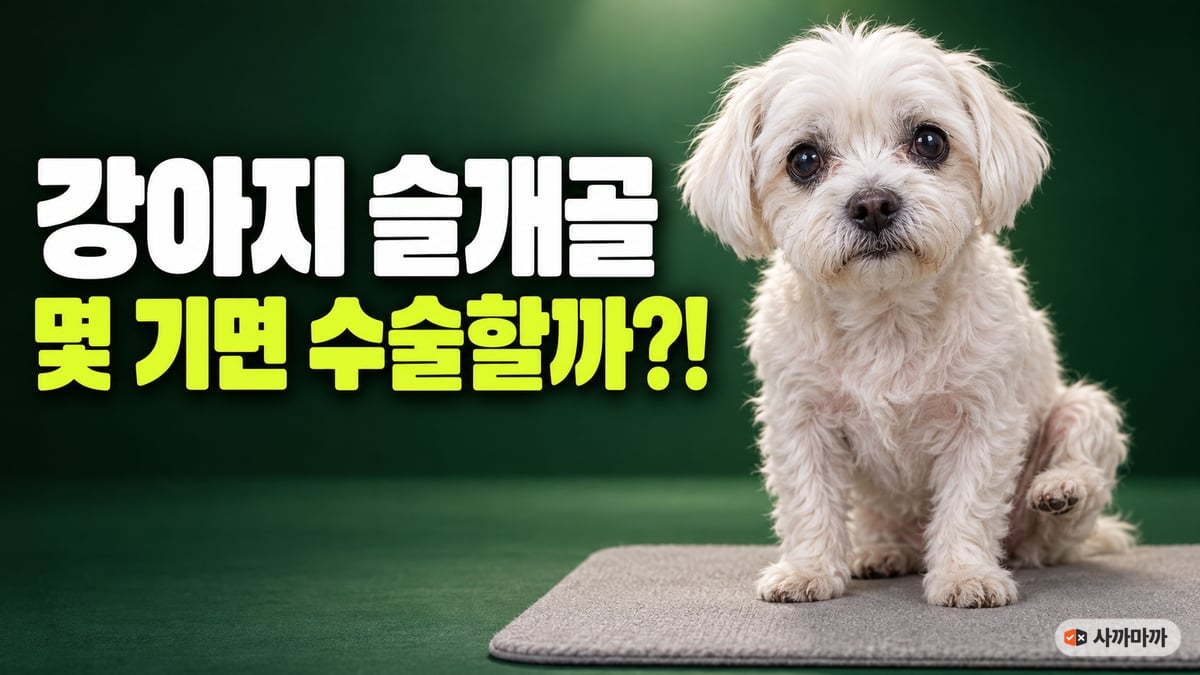 초록 배경 앞 회색 매트 위에서 뒷다리 하나를 살짝 든 흰 말티즈 노견, 강아지 슬개골 몇 기면 수술할까
