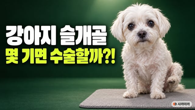 초록 배경 앞 회색 매트 위에서 뒷다리 하나를 살짝 든 흰 말티즈 노견, 강아지 슬개골 몇 기면 수술할까
