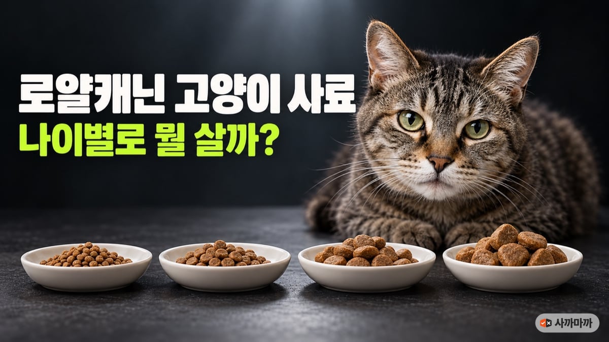 어두운 배경의 흰 접시 네 개에 크기가 다른 고양이 사료가 담겨 있고 뒤에 노묘 고등어 태비가 있는 모습, 로얄캐닌 고양이 사료 나이별로 뭘 살까
