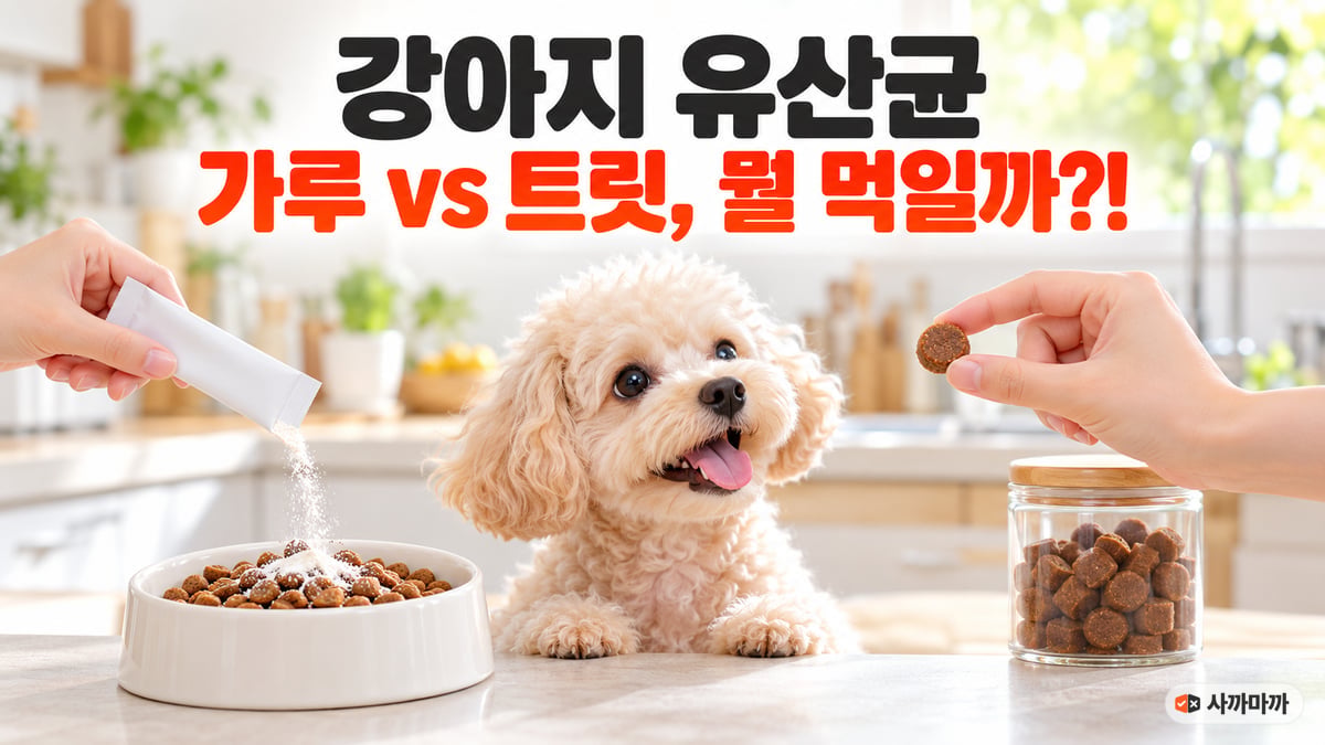 사료에 유산균 가루를 뿌리는 손과 트릿을 내미는 손 사이에서 토이푸들이 고개를 든 모습, 강아지 유산균 가루 vs 트릿 비교