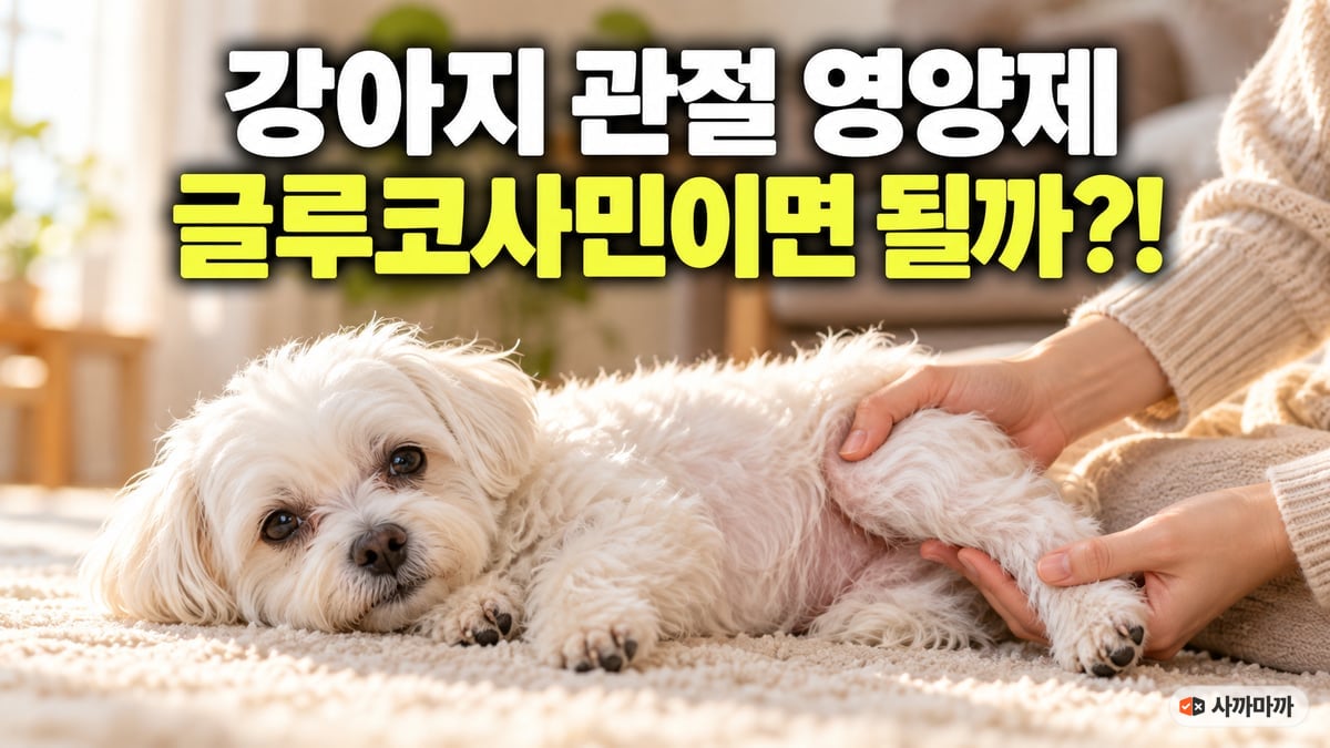 카펫에 누운 흰 말티즈의 뒷다리를 보호자가 두 손으로 받쳐 주는 모습, 강아지 관절 영양제 글루코사민이면 될까