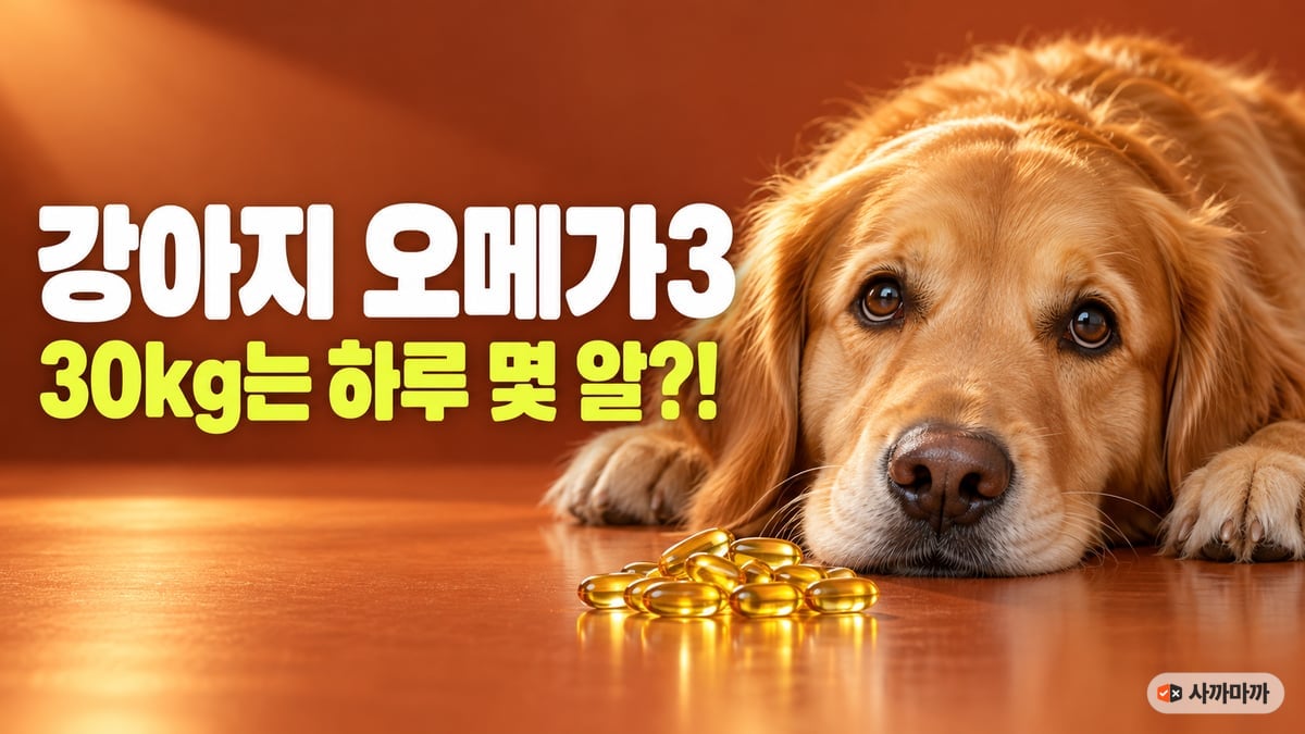 테라코타색 무대 바닥에 엎드린 골든 리트리버 코앞에 오메가3 소프트젤 캡슐이 쌓여 있는 모습, 강아지 오메가3 30kg는 하루 몇 알